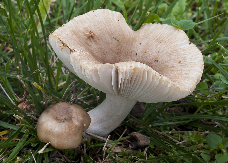 Russula recondita